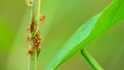 A small group of red ants clustered on a plants stem
