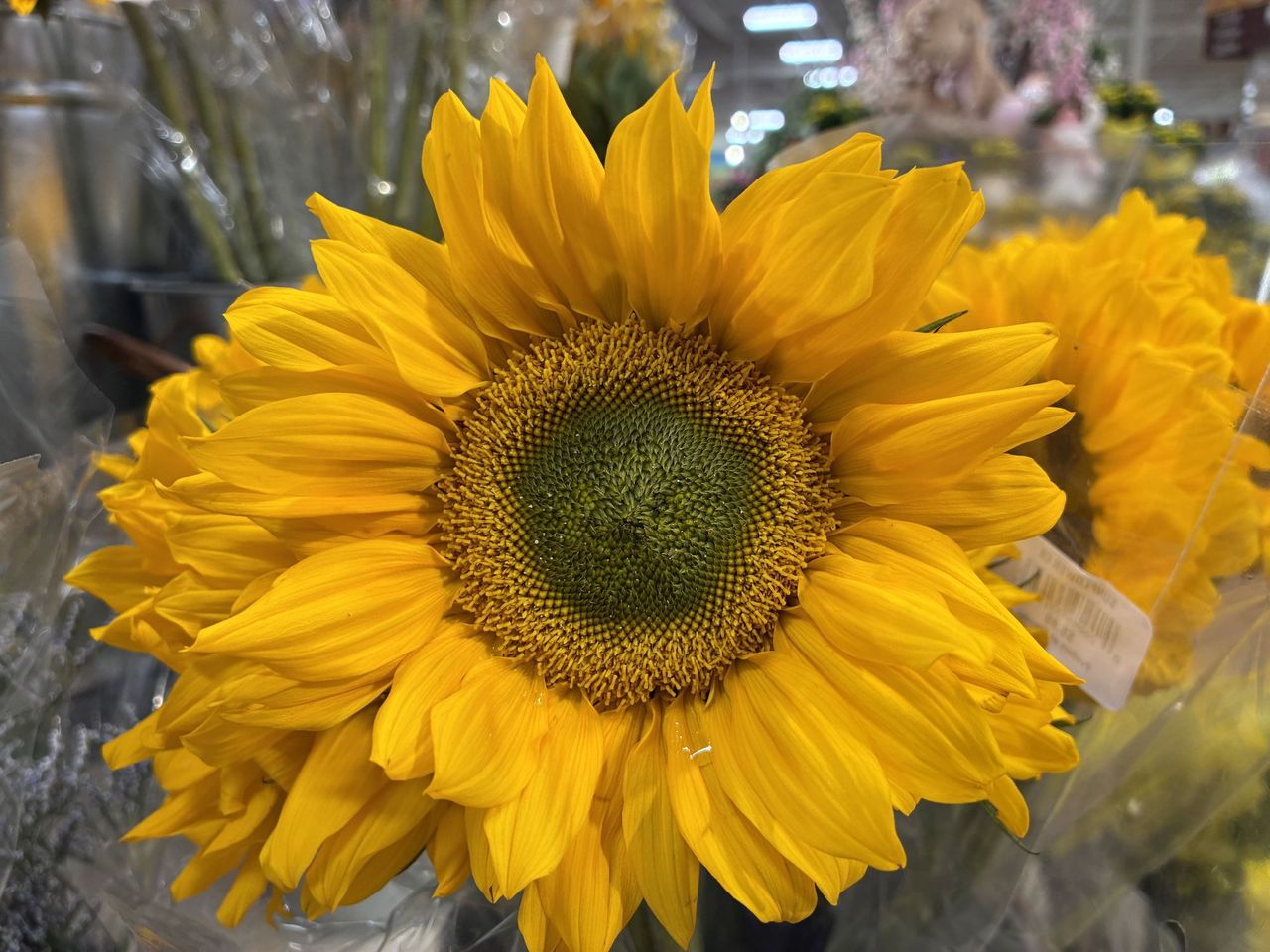 Apple iPhone 16e macro sample.