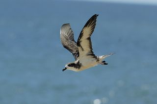 Hawaiian petrels – both ancient and modern – show how fish availability in the oceans has changed.