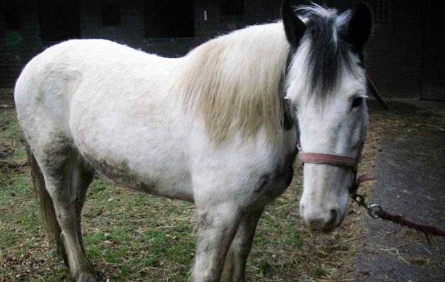 RSPCA-IMGP0148.jpg