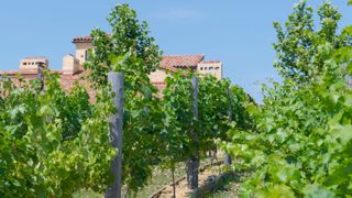 Verdicchio vineyard