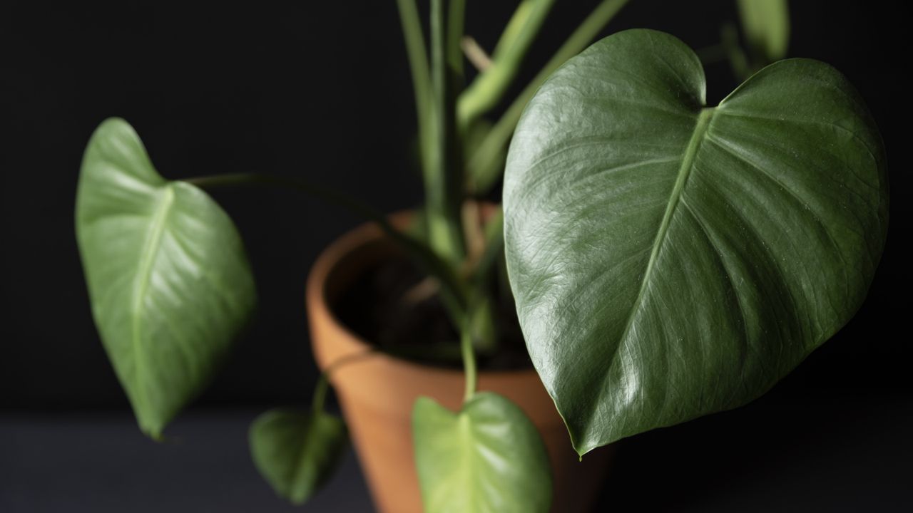 monstera not growing split leaves