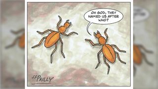 A cartoon of two beetles talking to one another. One asks "Oh God they named us after who?"