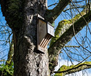 A wooden bat house attached to a large tree with no leaves