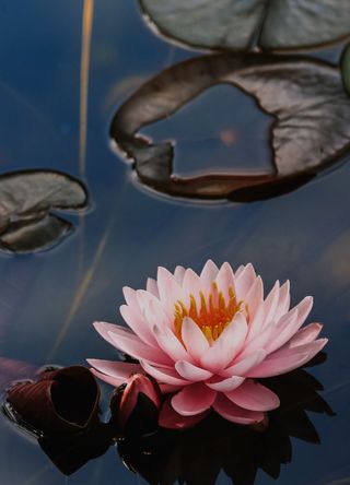 India for lotus flowers