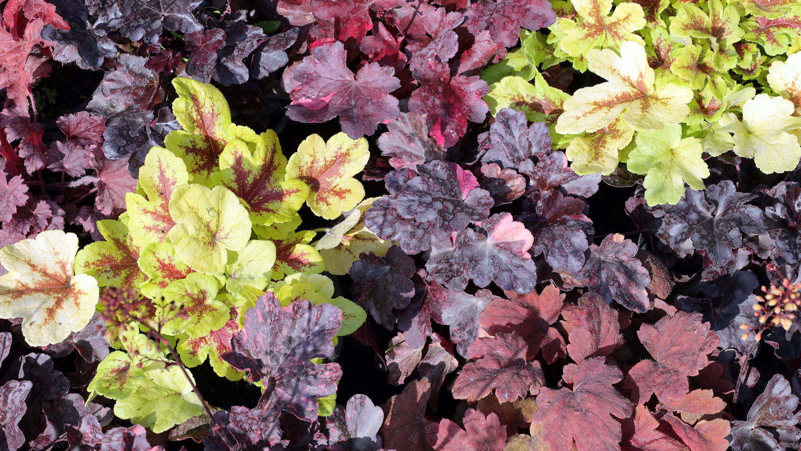 heuchera mixed varieties in overhead display