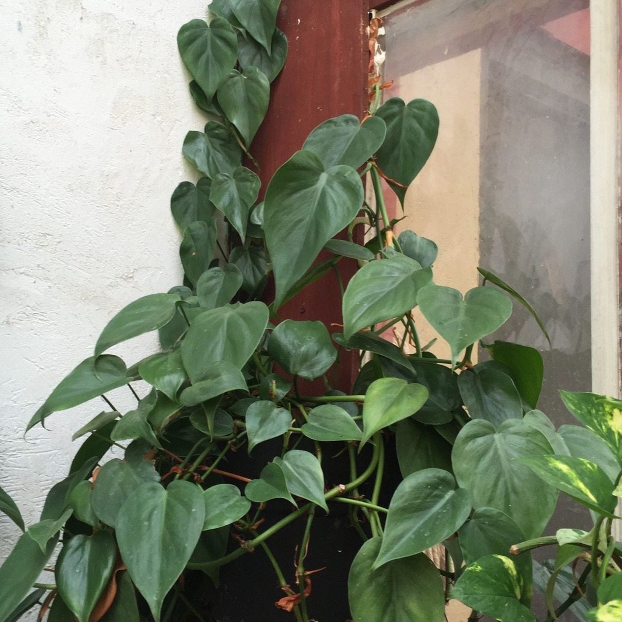 philodendron