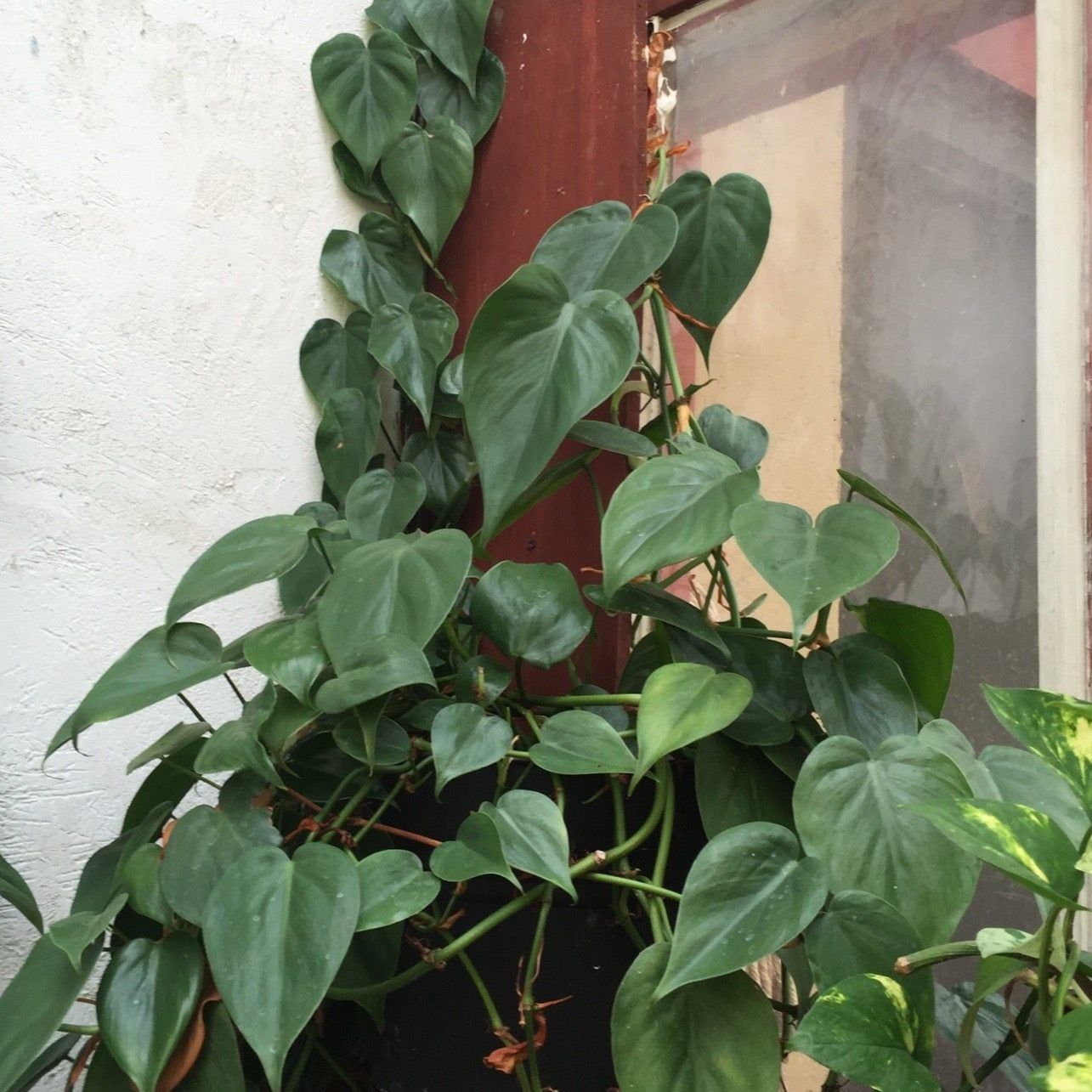 black philodendron cardinal Philodendron Black Cardinal No.2 Variegated