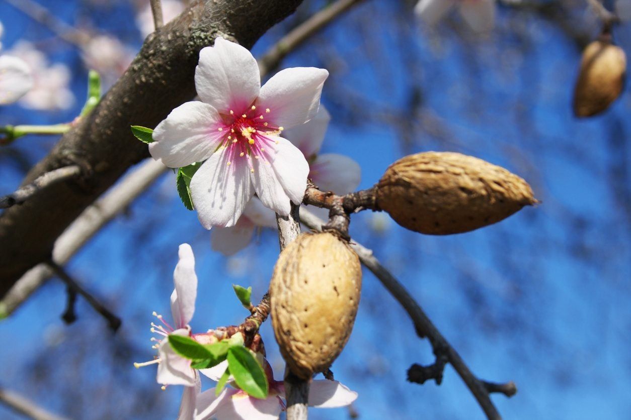 almond pests