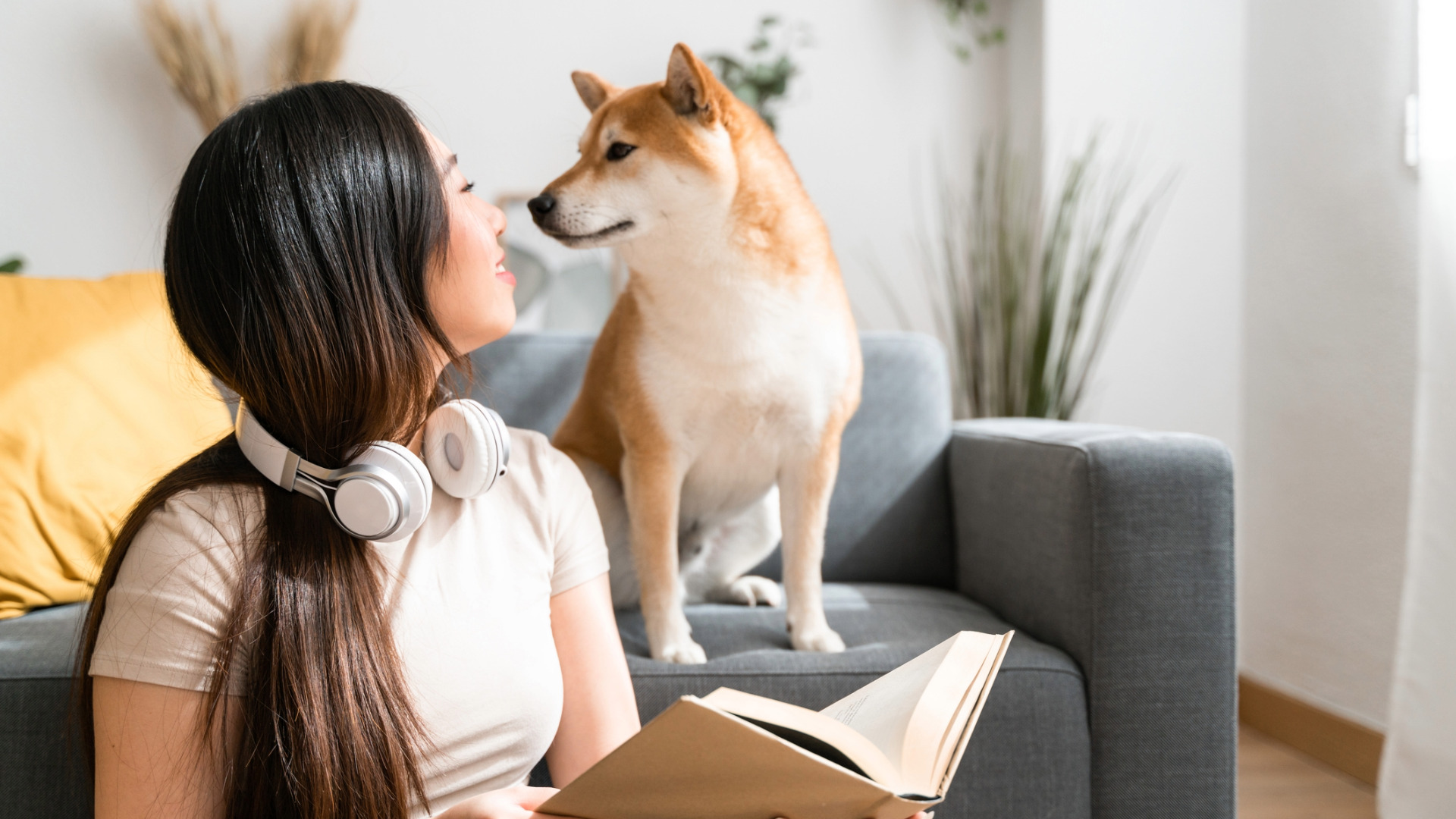 Shiba inu gazes into a woman's eyes