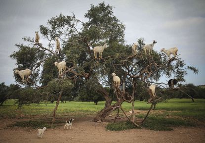 Tree-climbing goats feed on an Argania Spinosa