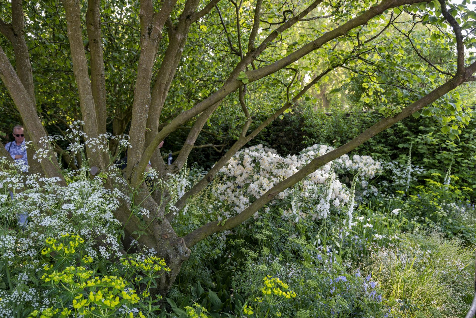 Stuart Medhurst Rhs The creation of Tom Stuart-Smith's showstopping garden at RHS Chelsea ...