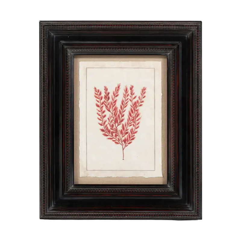 1st Dibs, Modern Red Oceanic Botanical Print, Framed, 20th Century