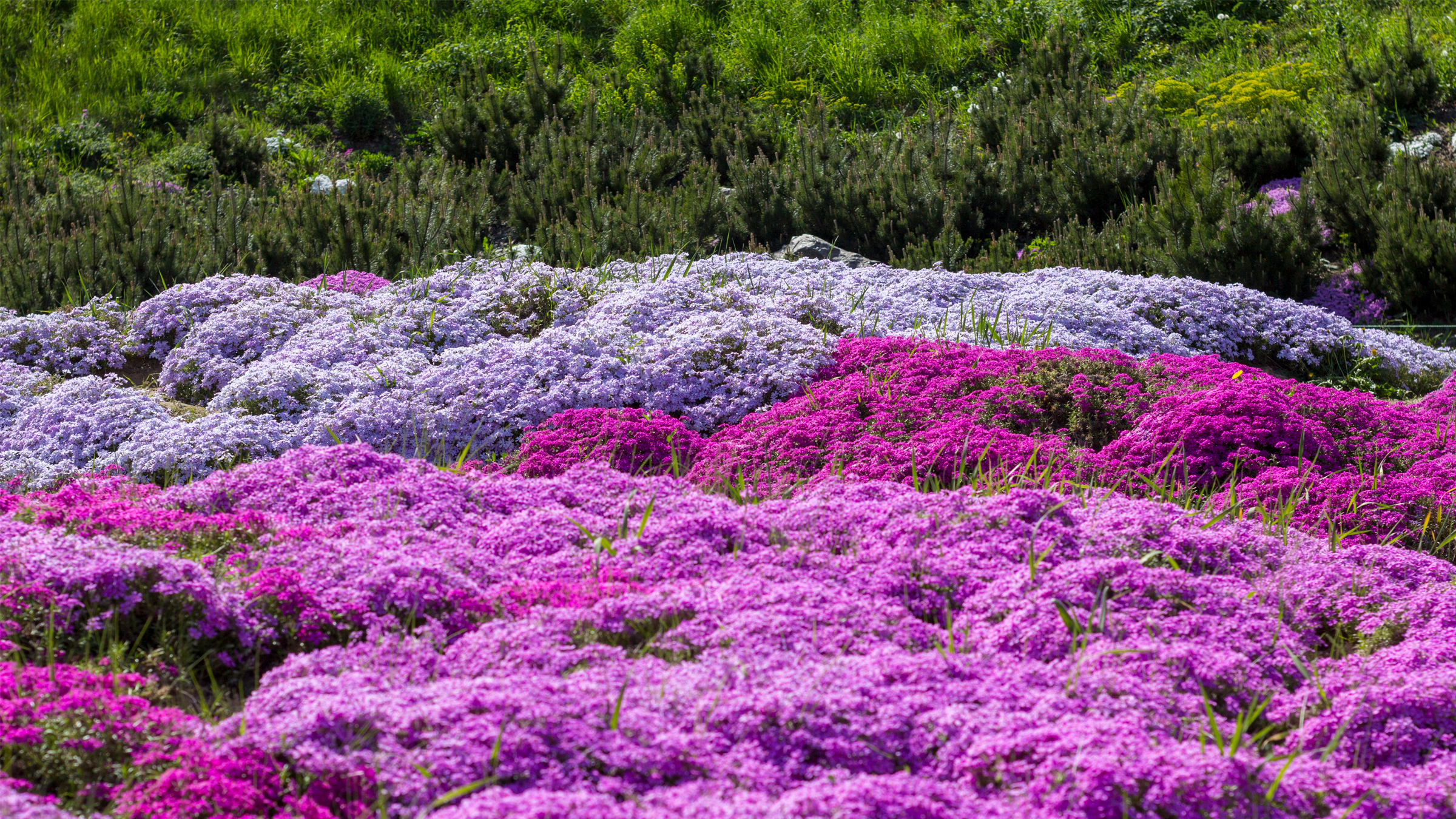 Purple creeping phlox (Phlox subulata) in a flowerbed.