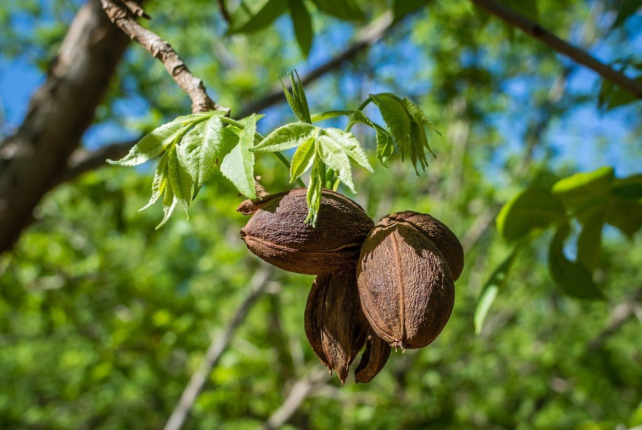 zone 8 nut