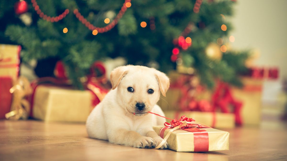 Labrador puppy lying by the Christmas tree with a present string in his mouth