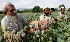 Poppy farmers, Afghanistan