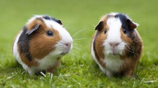 Two guinea pigs