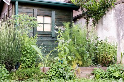 Herb garden