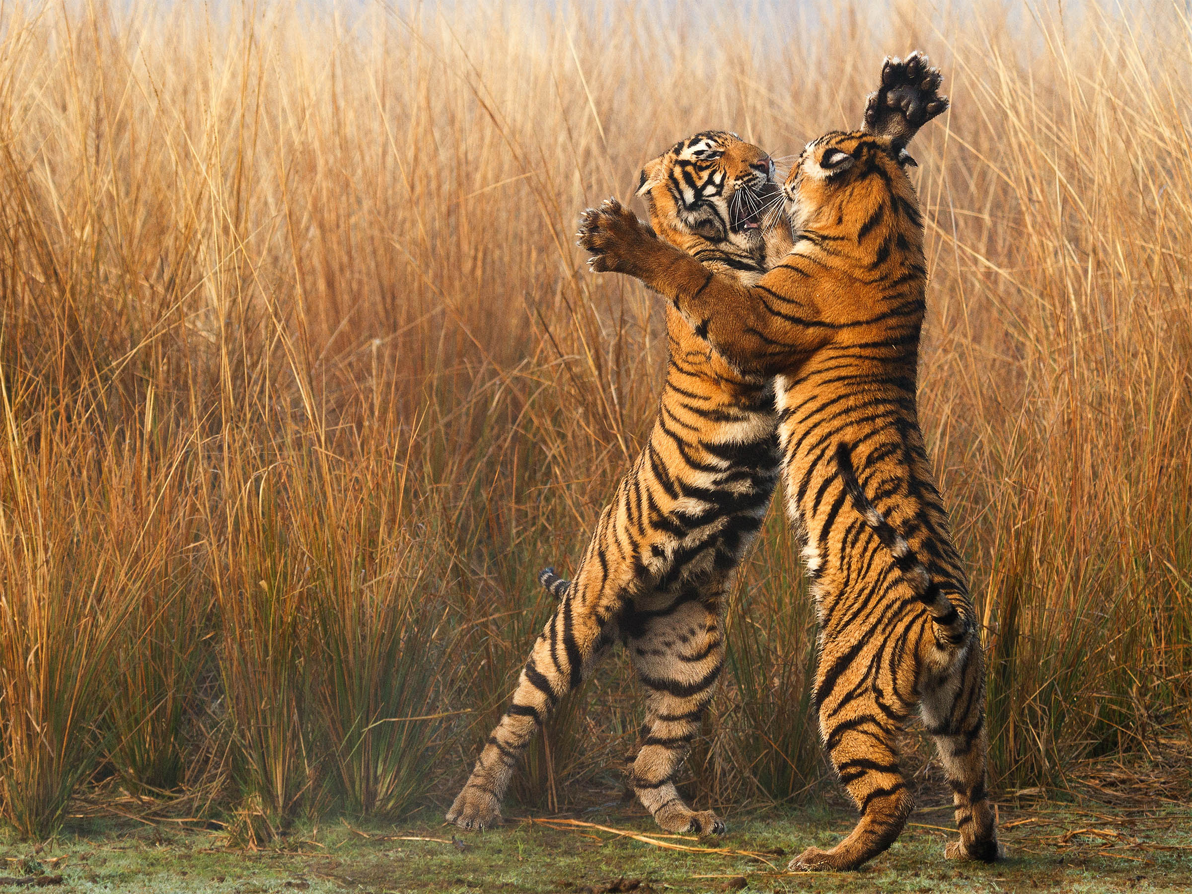 Two tigers fighting in Ranthambore National Park, India