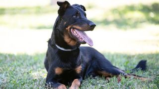 Beauceron