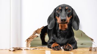 Dachshund chews hole in wall