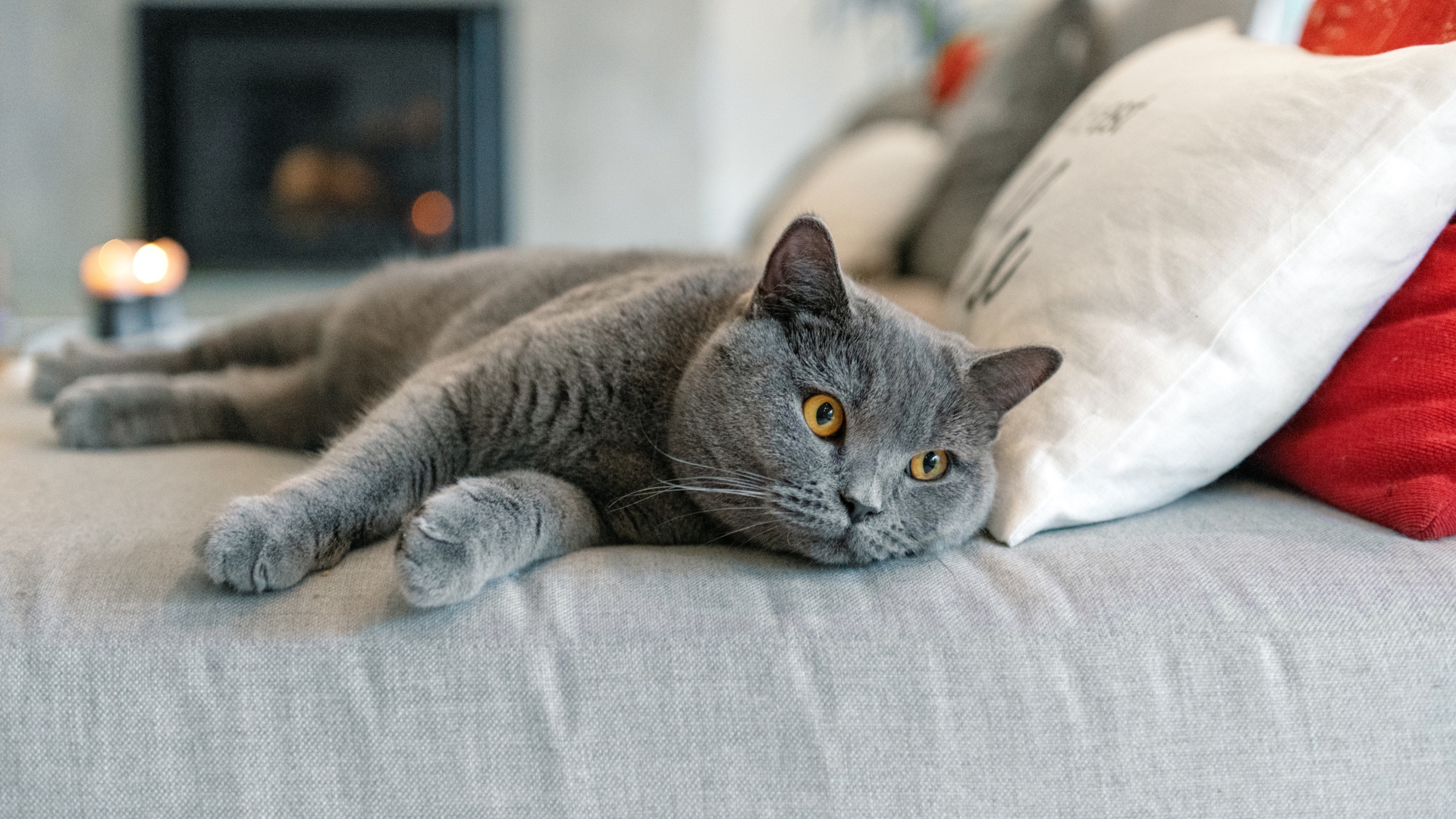 British Shorthair lying on couch