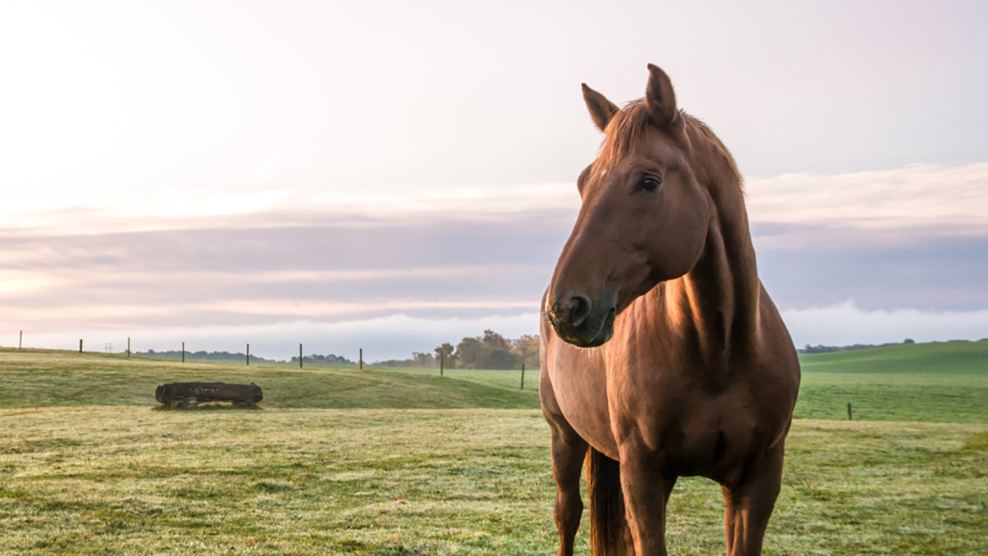 SEIB-Horse-Owners.jpg