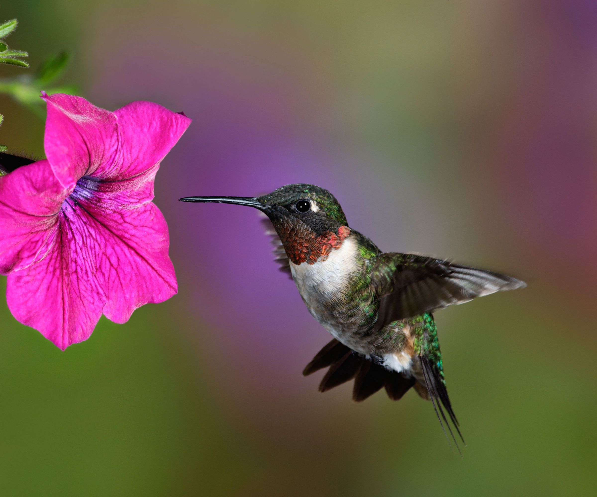 Ruby-throated hummingbird