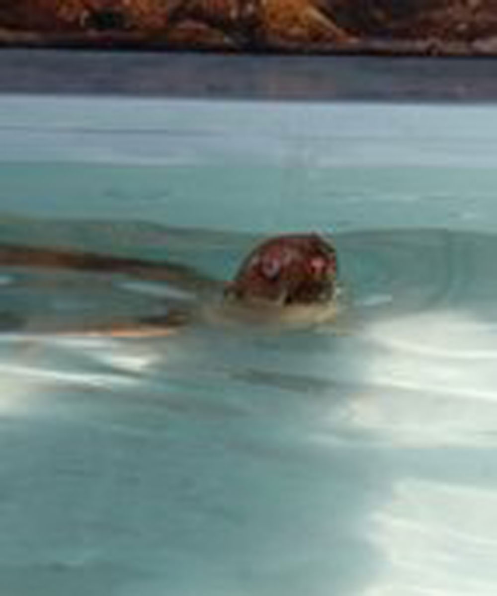 Nafanya the albino seal
