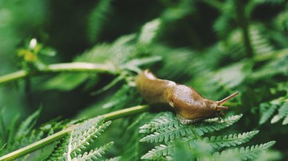 Slug on a plant