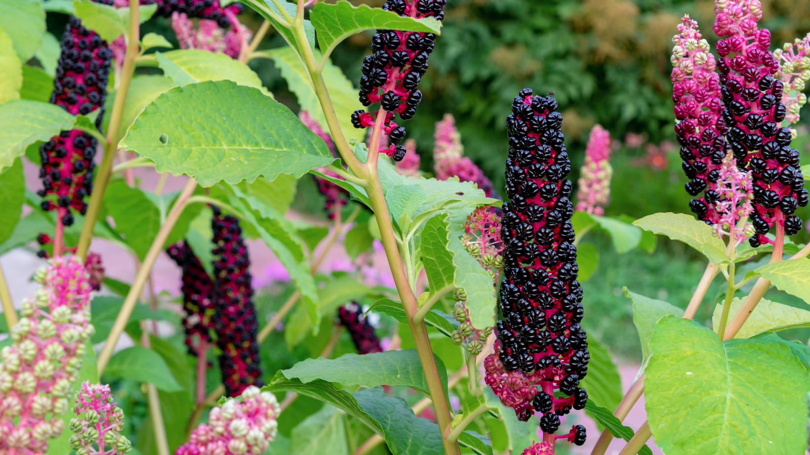 Pokeweed plant with berries