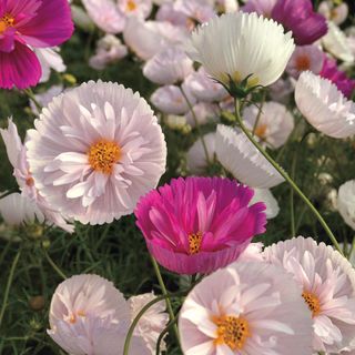 Light and dark pink delicate flowers