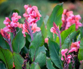 Canna lily