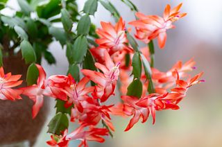 Blooming Schlumbergera Christmas cactus houseplant in flower pot