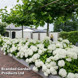 Hydrangea Arborescens 'strong Annabelle'