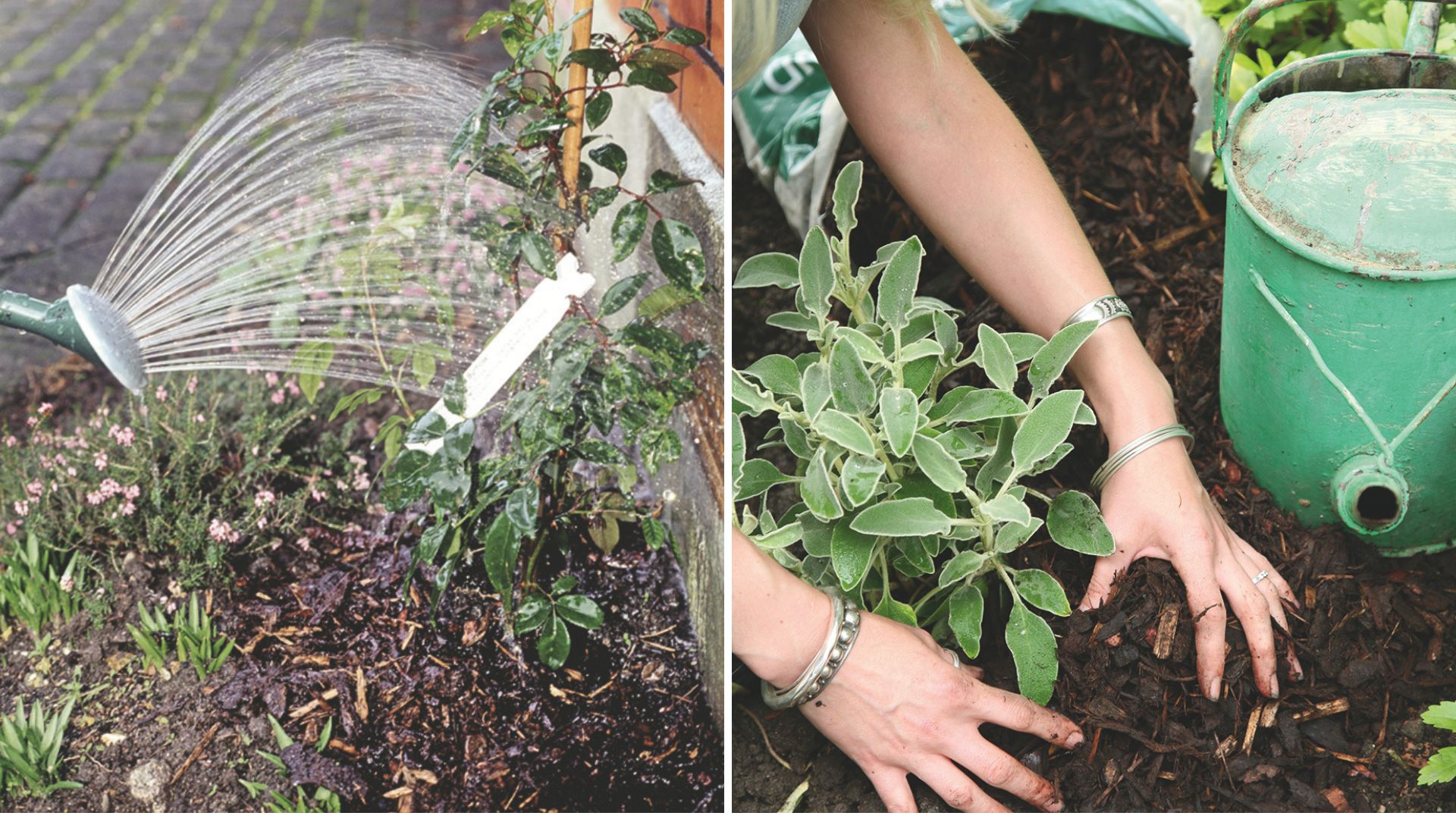 Split image of a watering can watering a rose bush and a person applying a layer of mulch to trap the moisture in hot weather