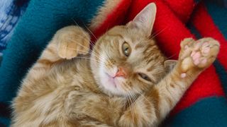 Polydactyl Cat lying down with one paw in the air