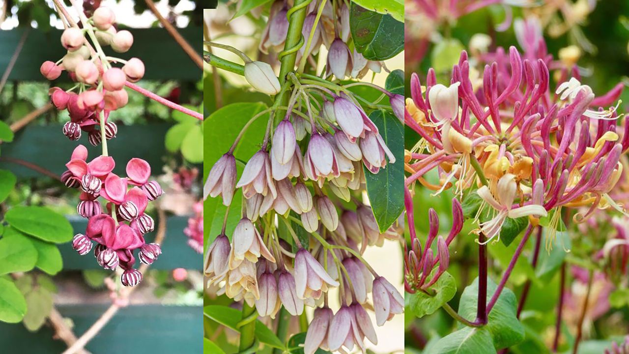 fast-growing flowering vines 