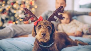 Dog lying on couch wearing reindeer antlers looking nervous with man and child behind