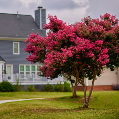 Flowering crepe murtle tree in front of a house