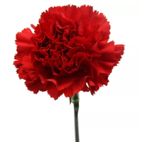 Making A Comeback: The Carnation