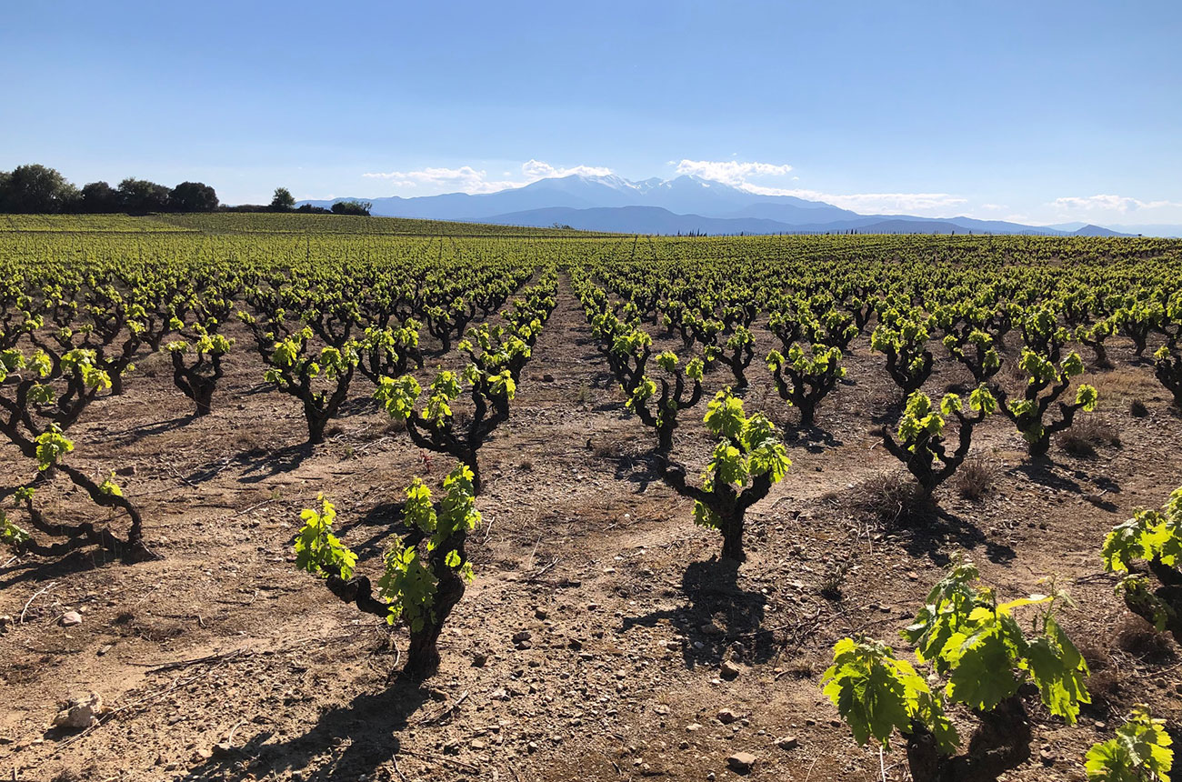Roussillon old vines