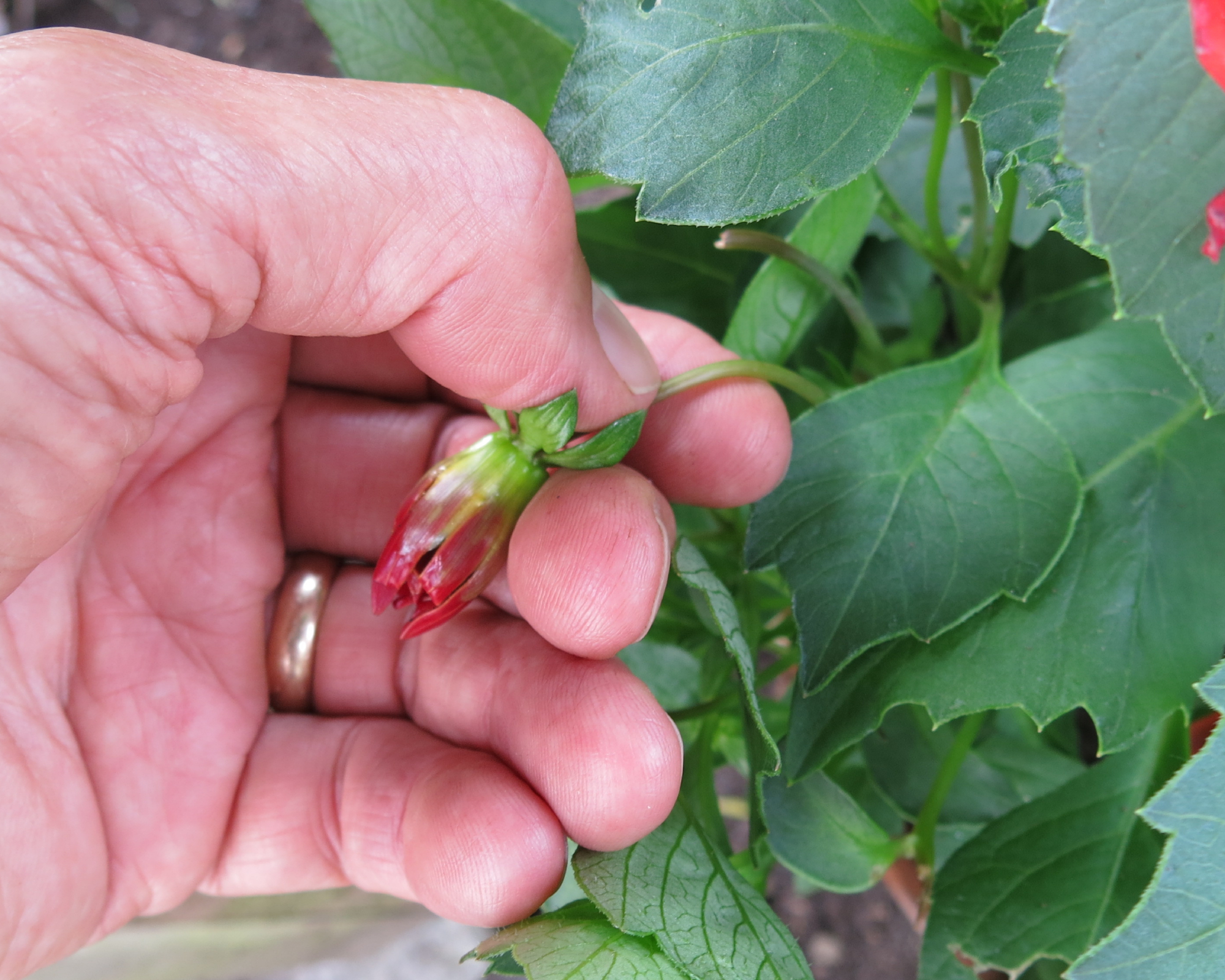Man using finger and thumb to pinch off fading flower while deadheading plant