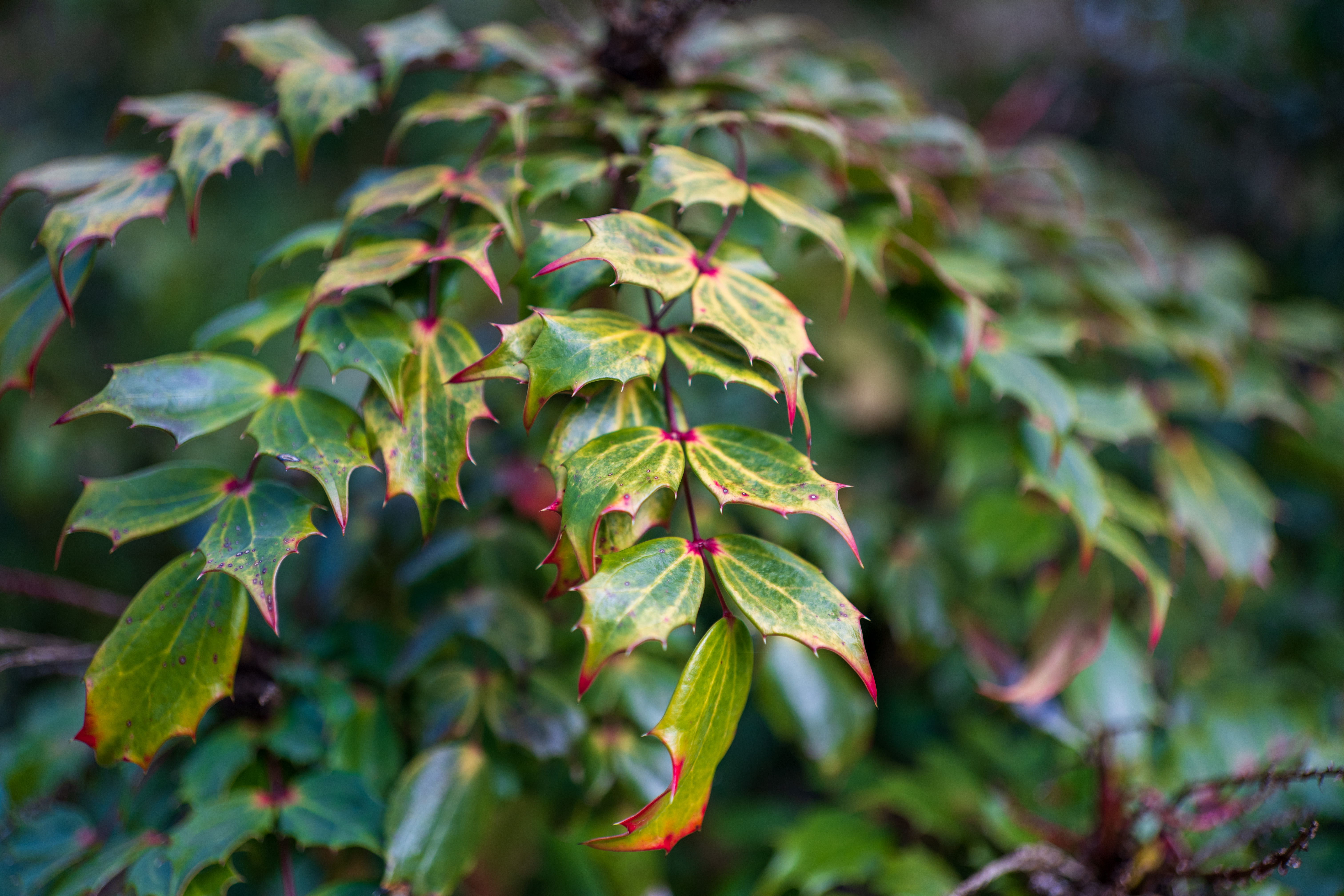 Viltrox AF 35mm f/1.8 Evo II sample shot