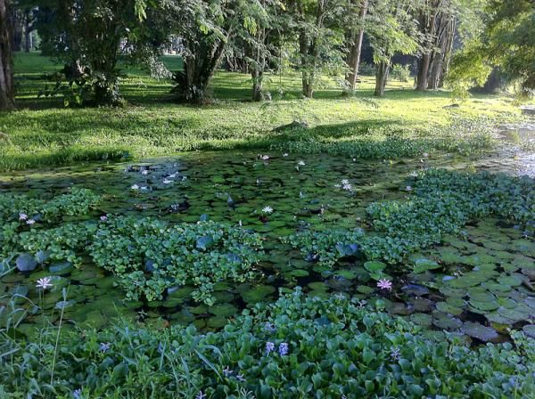 Lotus flowers were blooming right next to the start