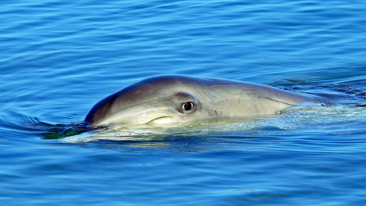 a dolphin at the surface of the water with its head sticking out and eye looking at the camera