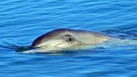 a dolphin at the surface of the water with its head sticking out and eye looking at the camera