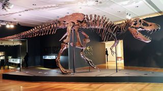 The Tyrannosaurus rex dinosaur fossil skeleton nicknamed "Stan" is displayed in a gallery at Christie’s auction house in New York City on Sept. 17, 2020.