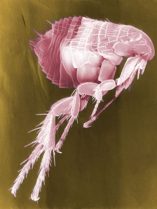 Fleas, like this one, carry many diseases that can infect humans when fleas bite. Not least among these diseases is plague, caused by the bacterium Yersinia pestis, which is blamed for causing the Black Death in Europe.